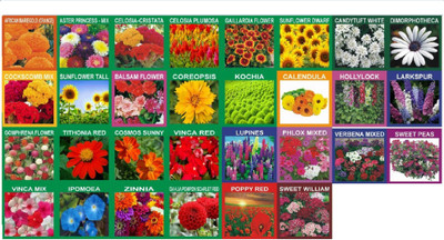 

Sahaya 30 Varieties of Flower Seeds Seed(30 per packet)