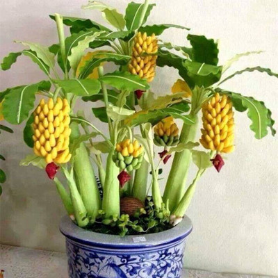 VS GLOBAL bonsai dwarf rare mini banana (50 per pocket) Seed(50 per packet)