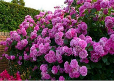 

vs global PURPLE climbing rose (20 per pocket) Seed(20 per packet)