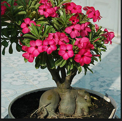 

VS GLOBAL Adenium desert rose Seed(30 per packet)