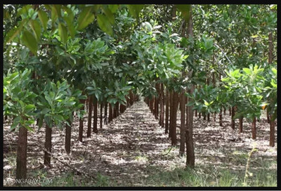 

Generic Acacia Mangium Black wattle Brown Salwood Hickory Wattle White Teak or Mangium Tree 1000 Seeds for growing Mall~Kerala Seed(10 per packet)