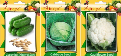 Airex Cucumber, Cauliflower and Cabbage Vegetables Seed (Pack Of 25 Seed Cucumber + 25 Cauliflower + 25 Cabbage Seed) Seed(25 per packet) Airex Cucumber, Cauliflower and Cabbage Vegetables Seed (Pack Of 25 Seed Cucumber + 25 Cauliflower + 25 Cabbage Seed) Seed(25 per packet)