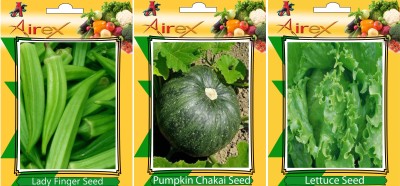 Airex Lady Finger, Lettuce, Pumpkin Vegetables Seed (Pack Of 15 Seed Lady Finger + 15 Lettuce + 15 Pumpkin Seed) Seed(15 per packet)