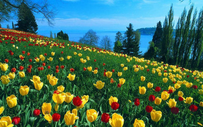 

Natural Scene of Beautiful flowers Poster Paper Print(12 inch X 18 inch, Rolled)