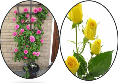 

Greenly Imported Climbing rose/ Yellow Rose Seed (20 seeds Per Packet) Seed(40 per packet)