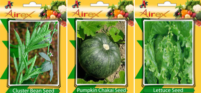 Airex Cluster Bean, Lettuce, Pumpkin Vegetables Seed (Pack Of 20 Seed Cluster Bean + 20 Lettuce + 20 Pumpkin Seed) Seed(20 per packet)