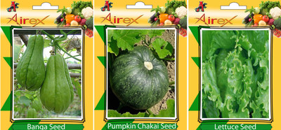 

Airex Banga, Pumpkin, Lettuce Vegetables Seed (Pack Of 25 Seed Banga + 25 Pumpkin + 25 Lettuce Seed) Seed(25 per packet)