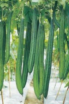 ROSEMERC ridge gourd (20 per pocket) Seed(20 per packet)