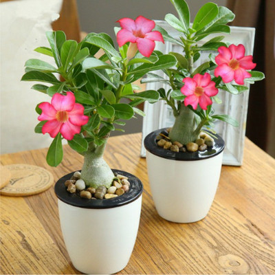 

ROSEMERC ADENIUM desert rose Seed(5 per packet)