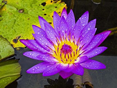 ROSEMERC beautifull imported purple lotus(20 per pocket) Seed(20 per packet)