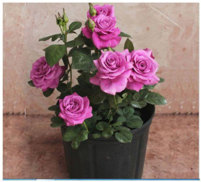 

Greenly IMPORTED GREENLY ROSE PINK FLOWERS (PER PACKET 20 SEEDS) Seed(15 per packet)