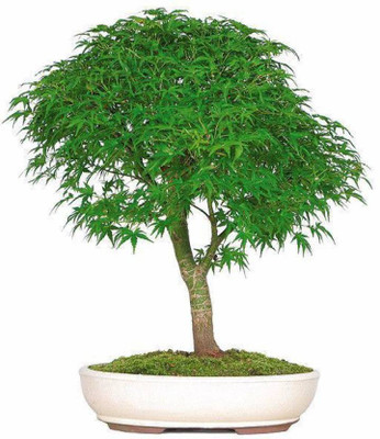 

greenly Green Maple Tree Seed(10 per packet)