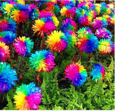 

ROSEMERC colourfull chrisanthemum flower (30 per pocket) Seed(30 per packet)