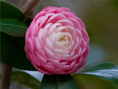 

ROSEMERC beautifull CAMELLIA flower Seed(10 per packet)