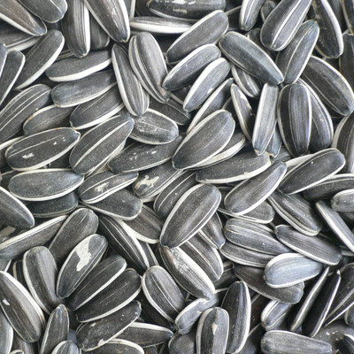 JAIVID sunflower seed for birds 470 g Dry Bird Food