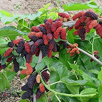 

ROSEMERC mulberry fruit Seed(30 per packet)