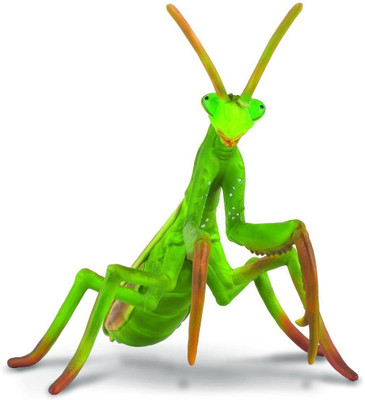 

Collecta Praying Mantis(Multicolor)