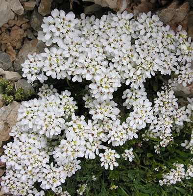 

Nema Creeping Thyme Seeds -White Seed(30 per packet)