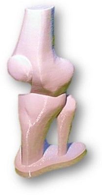 

PROTOTYPE Knee Anatomy Model Anatomical Body Model(Anatomy Model)