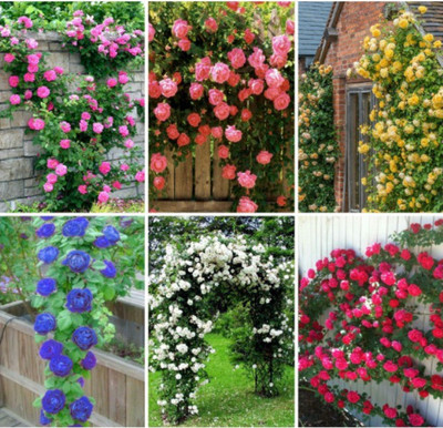 

ROSEMERC 6 different climbing rose (each 5 seeds) Seed(30 per packet)