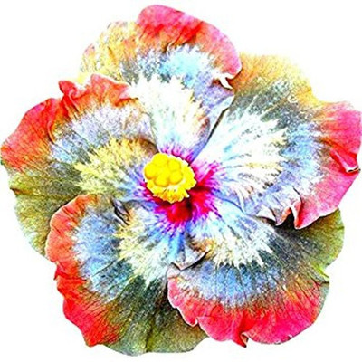 

priyathams Rainbow Giant Hibiscus Flower Plant Seed(20 per packet)