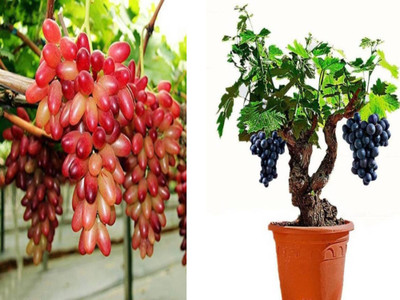 

priyathams Imported Bonsai Organic Red Grapes plant seed + Imported Bonsai Grapevine plant Seed(30 per packet)