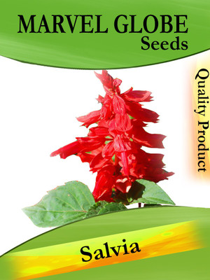 

Gkart Salia Splendens, Salvia officinalis, common sage, culinary sage Seed(20 per packet)