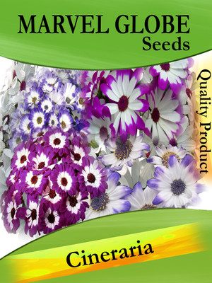 

Gkart Cineraria, Ash Gray Seed(20 per packet)