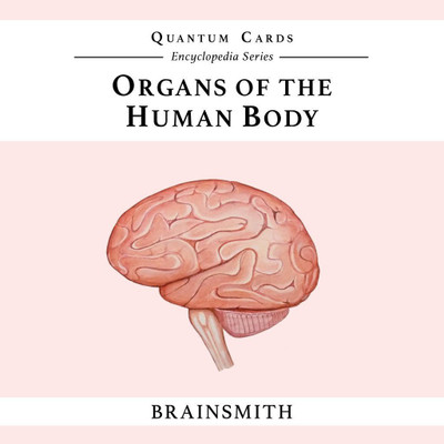 

Brainsmith Quantum Cards – Organs of the Human Body – Encyclopaedic Flashcards(Multicolor)