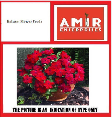 

AMIR ENTERPRISES Balsam Flower Seeds Seed(30 per packet)