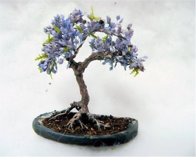 

NSKON Bonsai Jacaranda Mimosifolia Blue Tree Seed(10 per packet)
