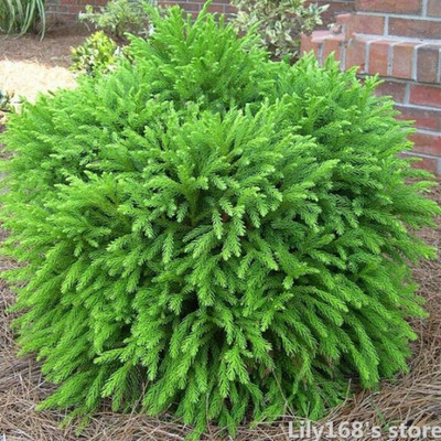 NSKON cedar Seed(10 per packet)