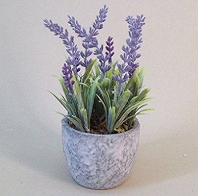 

VS GLOBAL LAVENDER prfume flower Seed(50 per packet)