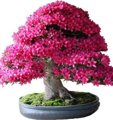 

NSKON Bonsai very Beautiful colourful Japanese Sakura Bonsai Plant Seed(10 per packet)
