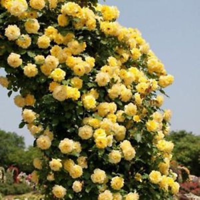 

VS GLOBAL imported yellow climbing (20 per pocket) Seed(20 per packet)