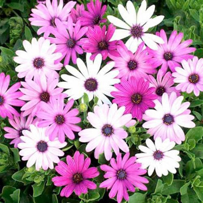 

ROSEMERC imported beautifull african daisy flower Seed(30 per packet)