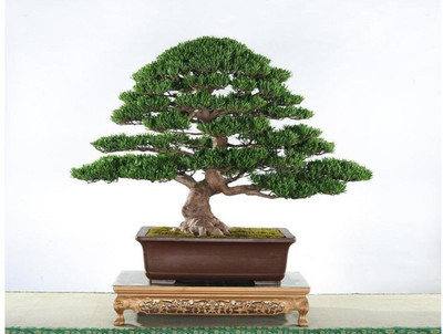 NSKON Bonsai Seed(20 per packet)