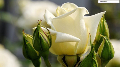

Elif Rose Seed(20 per packet)