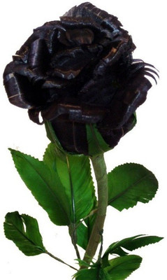 

Priyathams Rose Black plant Seed(40 per packet)