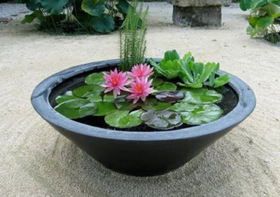

Priyathams Imported WATER LOTUS PLANT Seed(60 per packet)