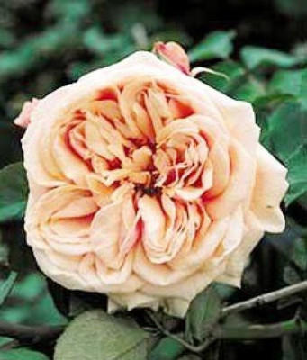 

Priyathams Rose Seed(40 per packet)
