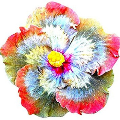 

Priyathams Rainbow Giant Hibiscus Flower Plant Seed(40 per packet)