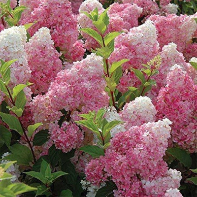 

Priyathams Hydrangea paniculata Vanilla Seed(20 per packet)