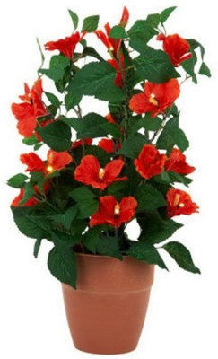 Elif Imported Potted RED HIBISCUS PLANT Seed(18 per packet)