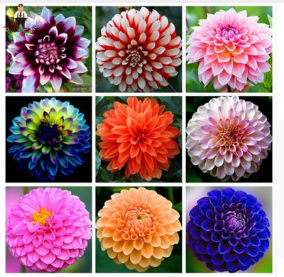 

Priyathams Dahlia Flower Dahlia mix Seeds,Bonsai Flower Seeds Gorgeous Flower Balcony Potted Plant For Home Garden Seed(50 per packet)