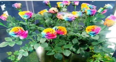 

Elif Rare Holland Rainbow Rose Flowers Lover colorful Home Garden plants Seed(5 per packet)