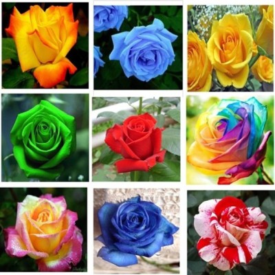 

Priyathams Rose 9, Nine types of Rose flower plant Seed(90 per packet)