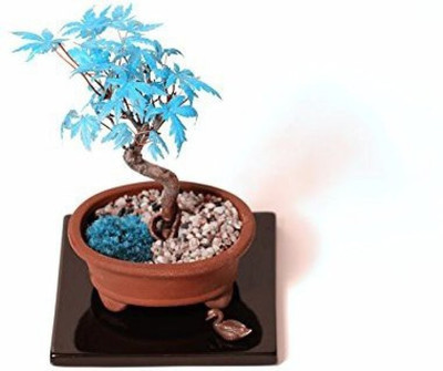 

Priyathams Blue Maple Seed(40 per packet)