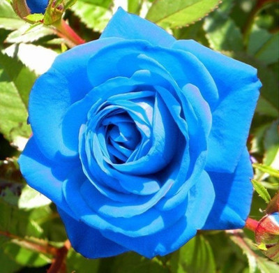

Priyathams Rose Seed(200 per packet)