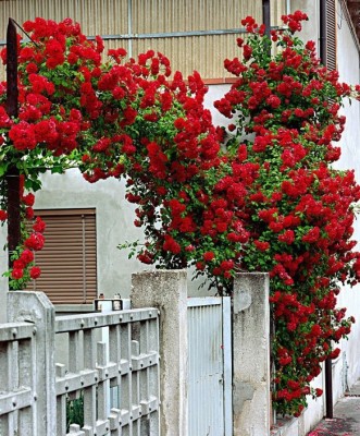 

Priyathams Red Climbing Rose Seed(30 per packet)